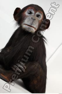 Chimpanzee - Pan troglodytes 0013